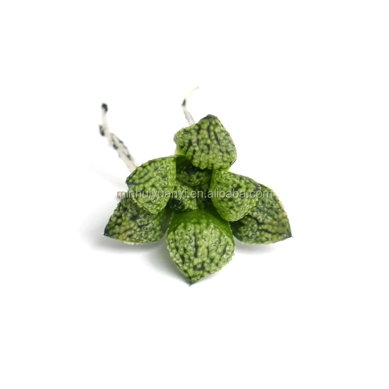  Суккулентное растение Haworthia