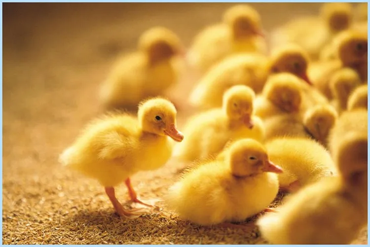 Automatic commercial egg incubator Chicken egg hatching machine for sale