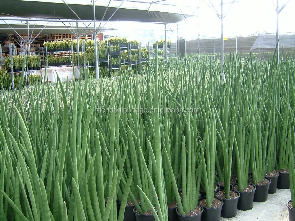 
golden green Sansevieria for indoor ornamental bonsai plants 