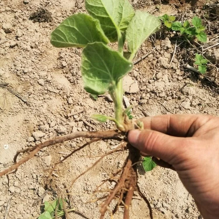 intercropping and cold resistant hybrid paulownia root for wood planting