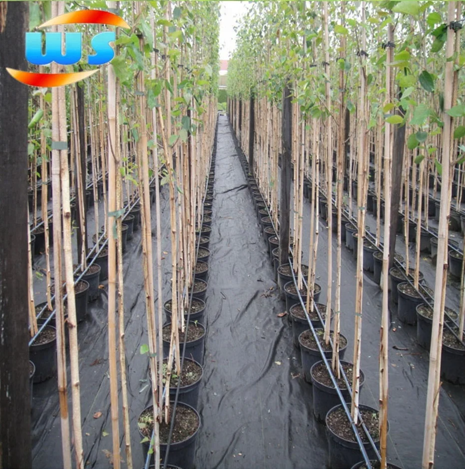 210cm Bamboo cane for garden