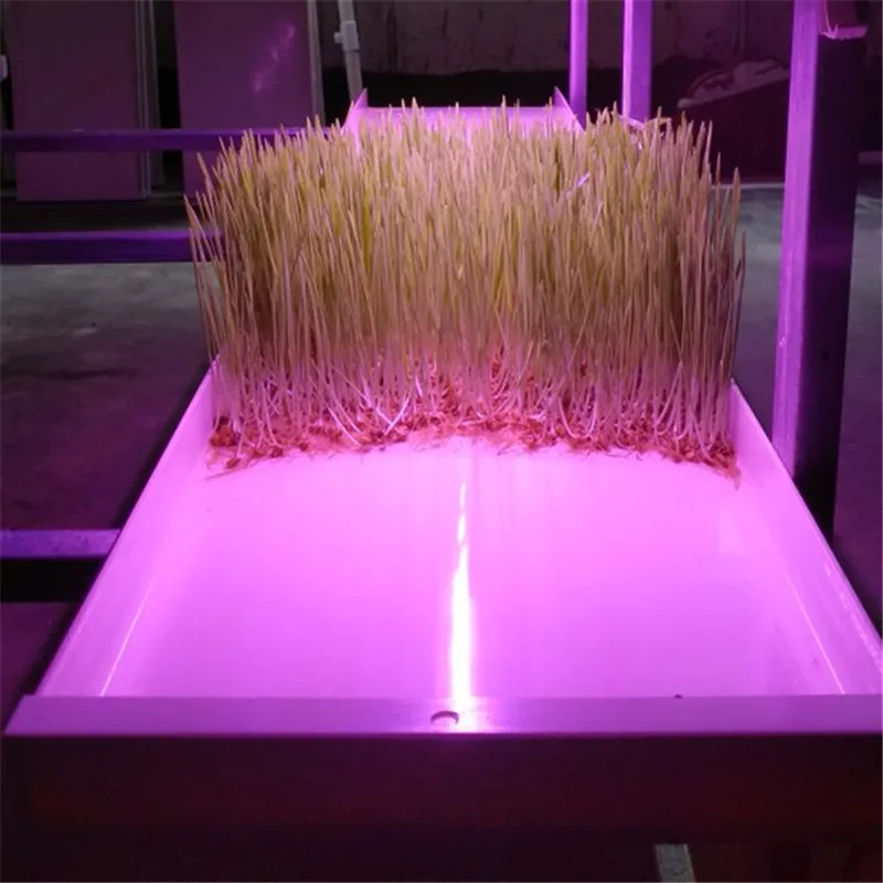 cheap price complete growing Microgreen rack system