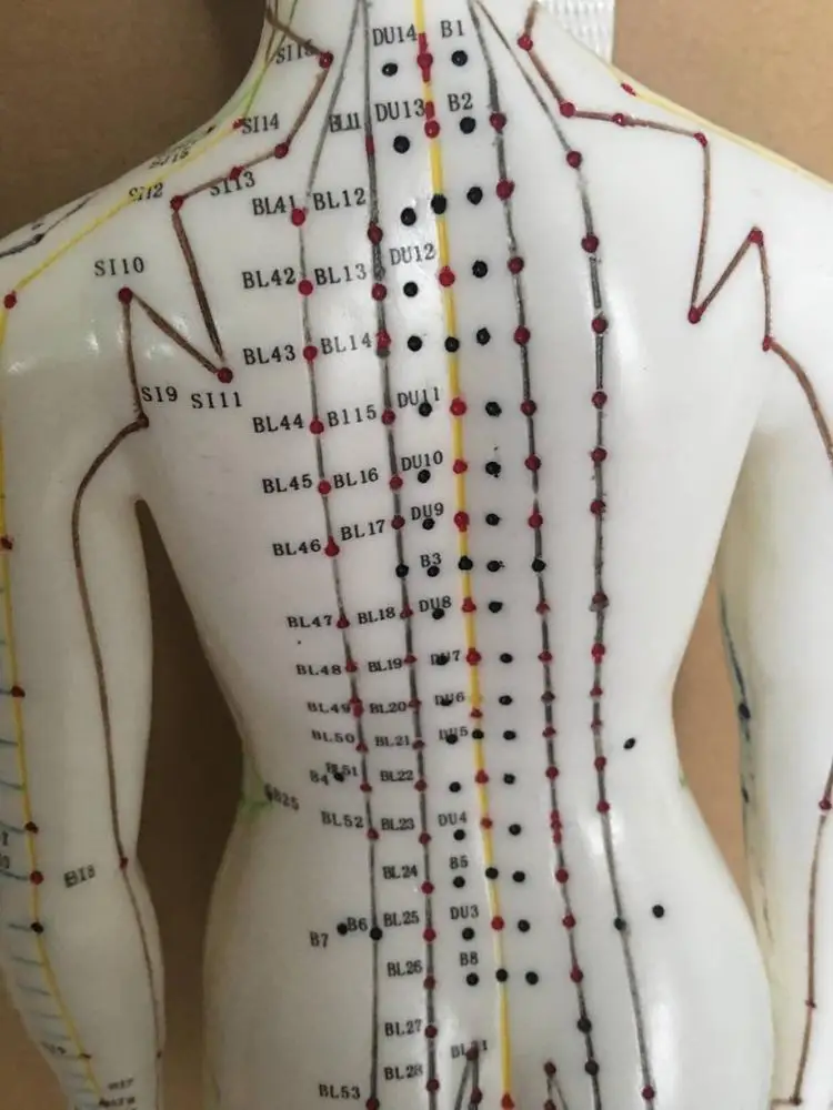 48cm Medical Educational  FEMALE ACUPUNCTURE  Body Model