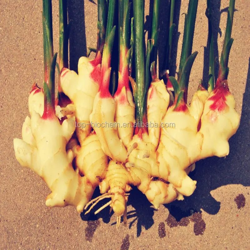 
Emeline 100% Natural Ginger Essential Oil dor sale 