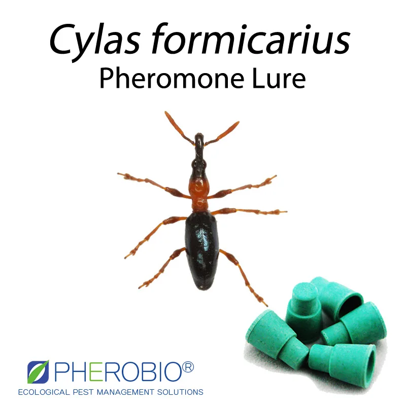 Семена сладкого картофеля долгоносика cylas formicarius феромон приманка