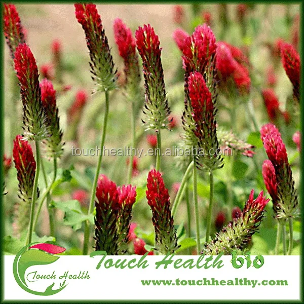 2021 Tincarnatum /Trifolium incarnatum seeds/forage grass seeds