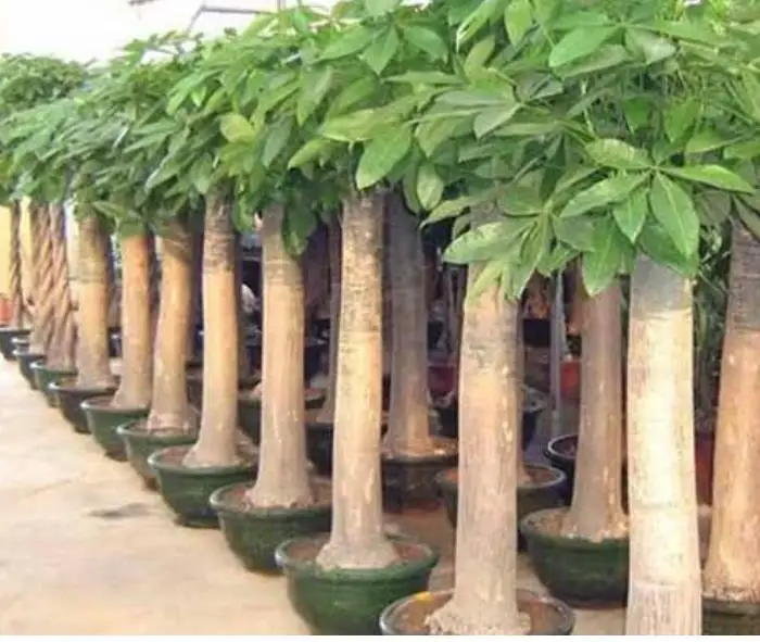 Высококачественные семена Pachira macrocarpa pachia