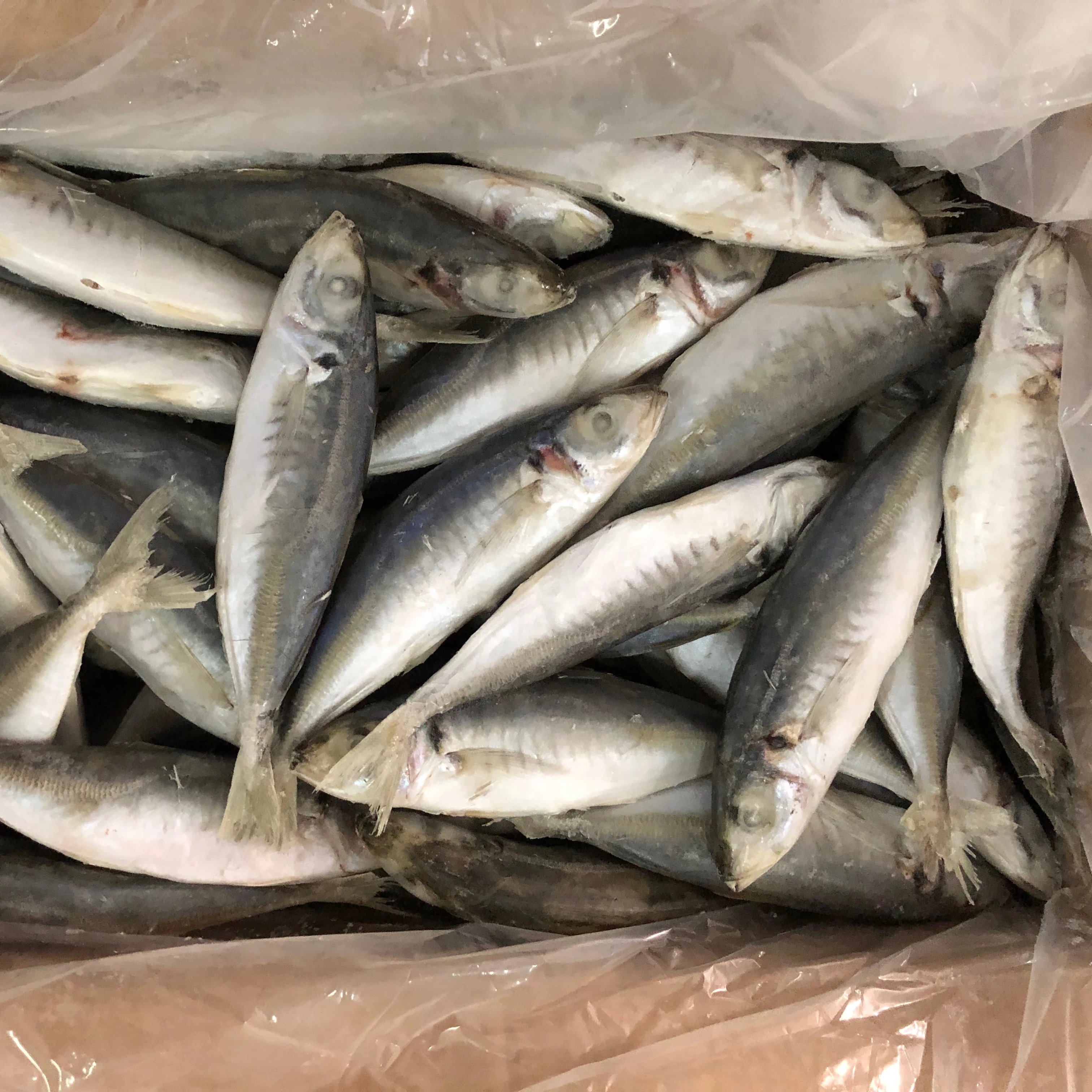 
Frozen Round Scad - Factory Partner Supplier 