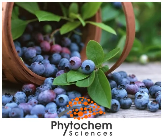 
bulk blue berry fruit Freeze-dried blueberry powder 