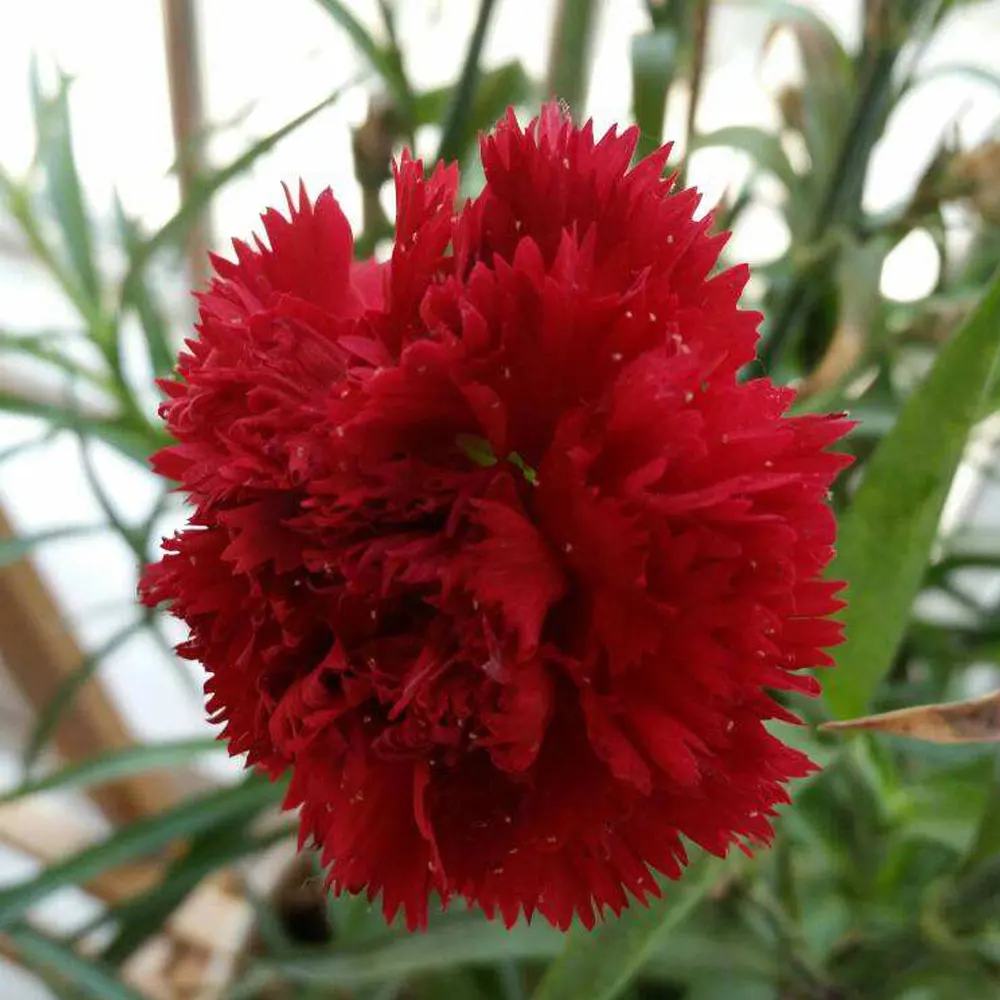 2021 So Many Colors carnation seeds grenadine seeds Dianthus caryophyllus seeds for planting 1000seeds/bags