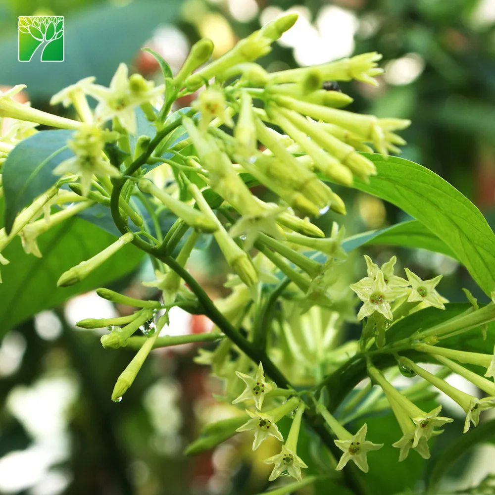 
Wholesale 2.4-3 spacing night-blooming jasmine shrub tree Cestrum nocturnum 