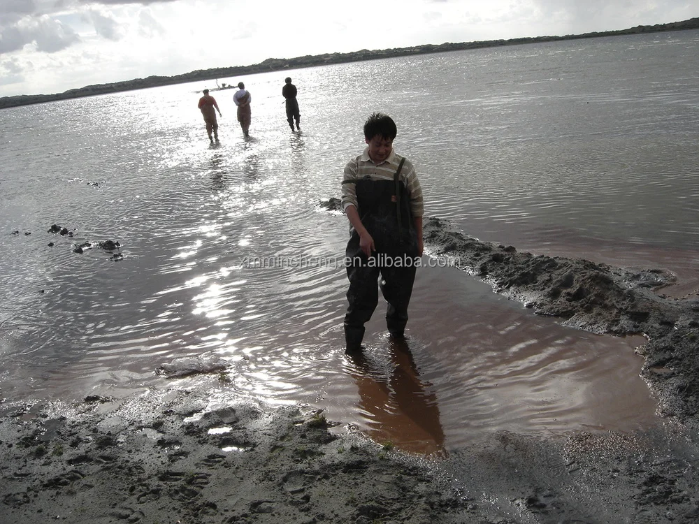 artemia cysts harvesting