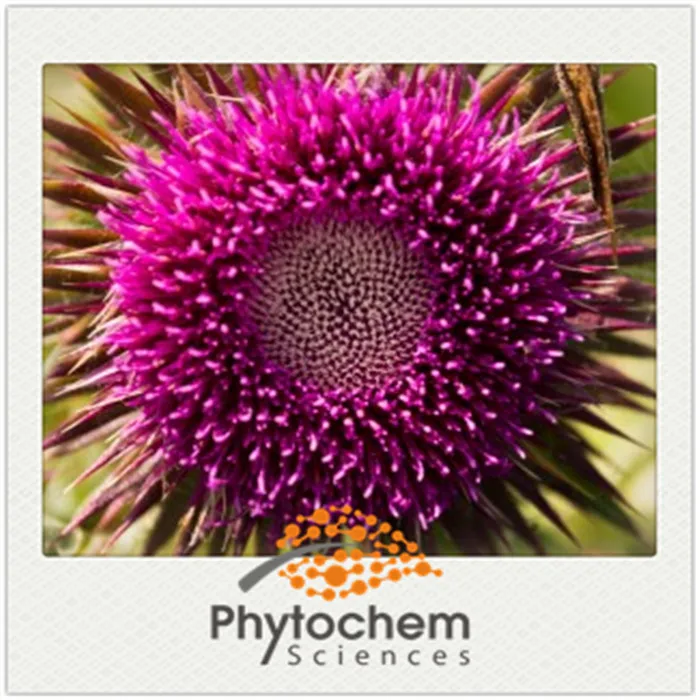 
Protect liver pure Milk Thistle Extract 70% silymarin by UV-VIS, acetone extraction 