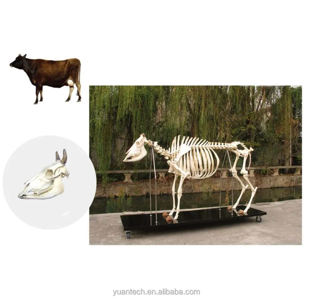 YA/BB106 анатомический каркас коровы медицинская модель