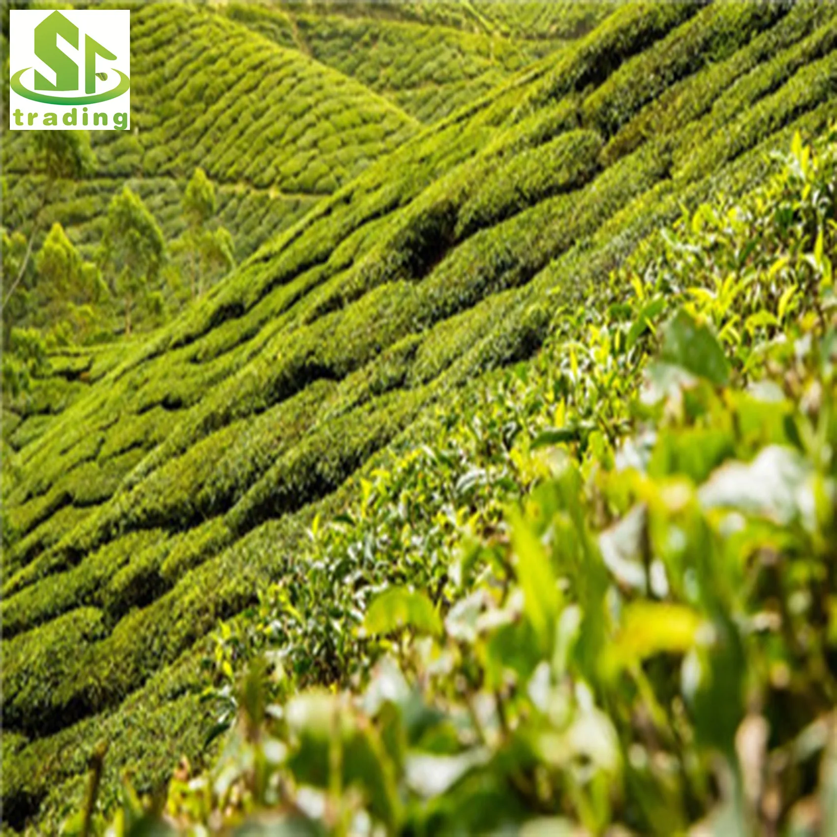 Натуральный листовой чай Юньнань черный для похудения