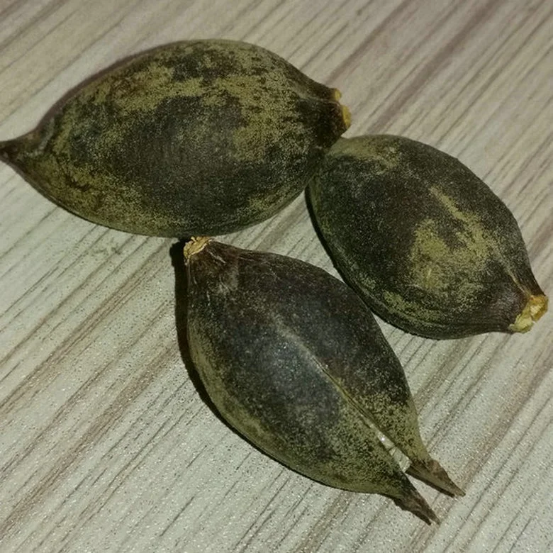 Семена деревьев принцессы, новинка 100%, свежий быстрорастущий китайский павловния хорошего качества для посадки