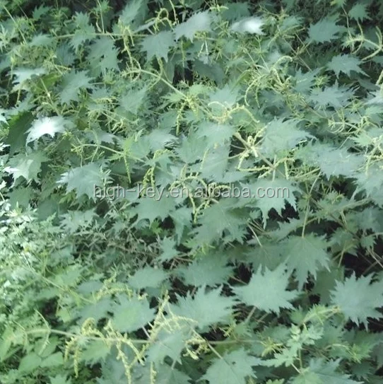 
2153 qian ma zi Xinjiang origin Urtica cannabina seeds 