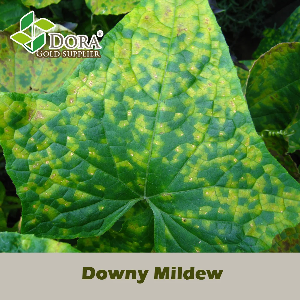 2 billion cfu/g Trichoderma Viride as Mosaic disease, Early blight, Late blight Defender