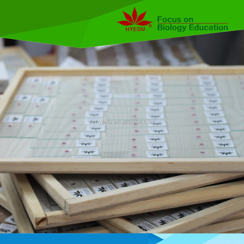 Индивидуальные скользящие клеточные биологии и гены хромосомные микроскопы аксессуары слайды