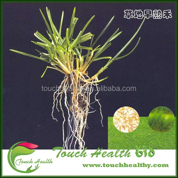 
2021 Touchhealthy Supply Poa annua L seeds/Bluegrass seeds/Lawn seeds 