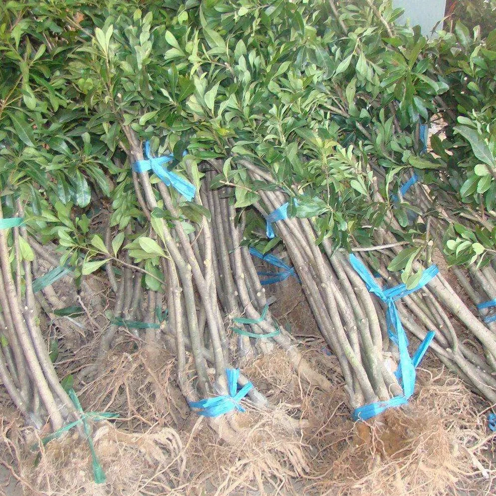 
Yangmei Dingaomei Waxmyrtle Seed Yumberry Fruit Tree 