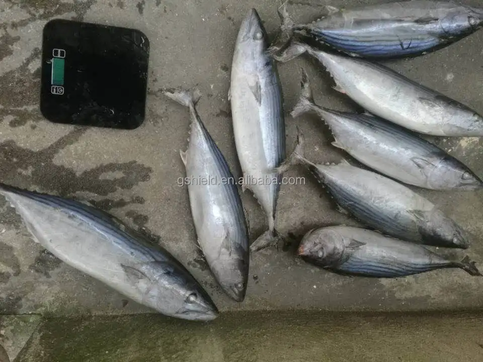 2019 new coming oriental bonito/ striped bonito / bonito tuna fish low price good quality