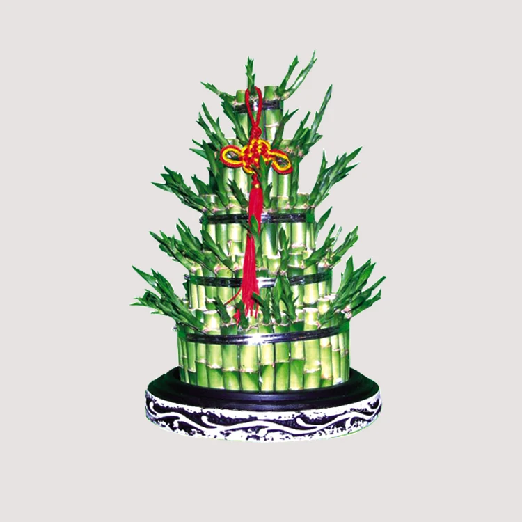 
lucky bamboo tower aquatic plants dracaena sanderiana/bonsai planter natural indoor dracaena sanderiana 