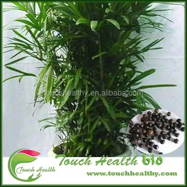  2021 год семена Rhapis excelsa для посадки Touchhealthy