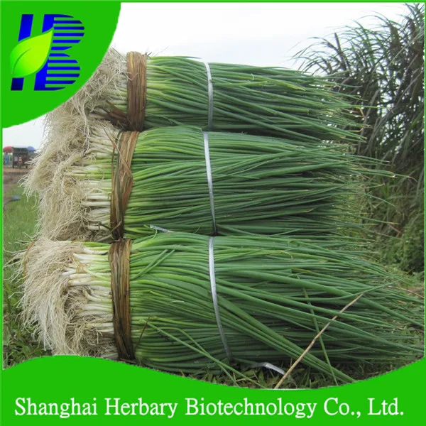 Высокопрорастающие китайские семена овощей, семена цедры для выращивания