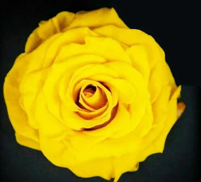 Хорошее качество свежее разрезанное цветное консервированное вечное растение розы