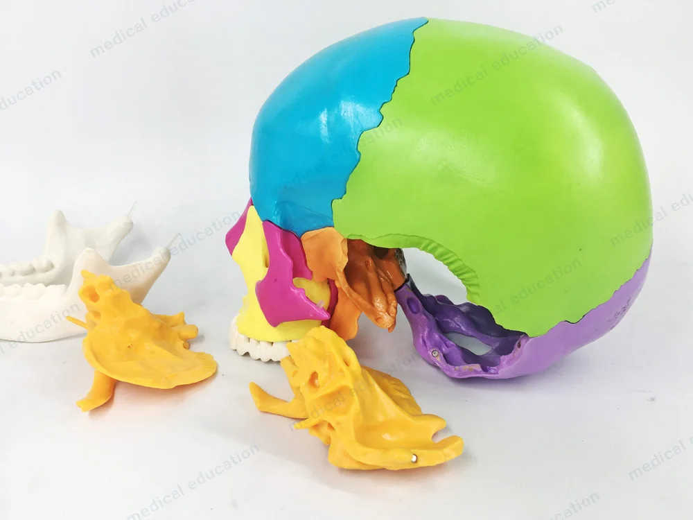 
Human live size 22 parts Beauchene Adult skull model didactically colored exploded skull Didactically Coloured 