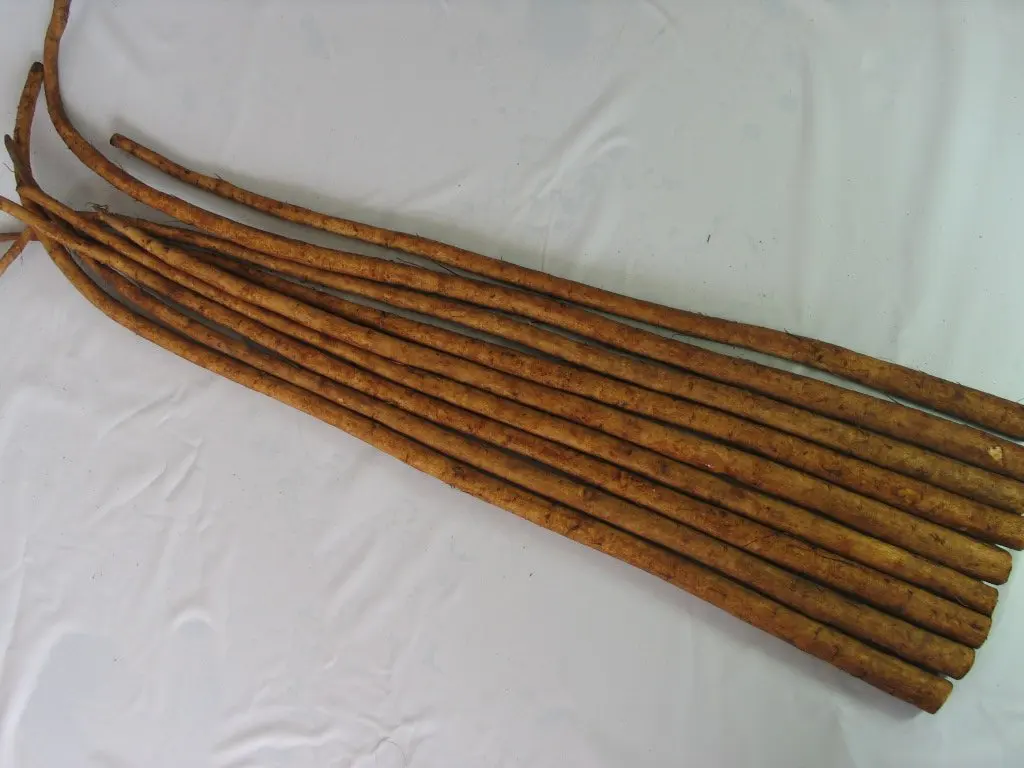 
chinese fresh burdock for sale 