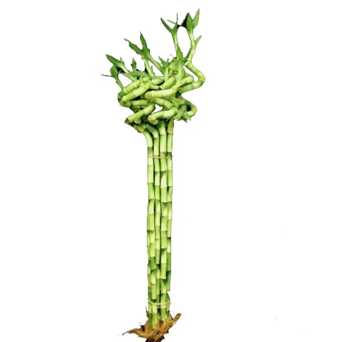 Special shaped lucky bamboo dracaena plant for sale