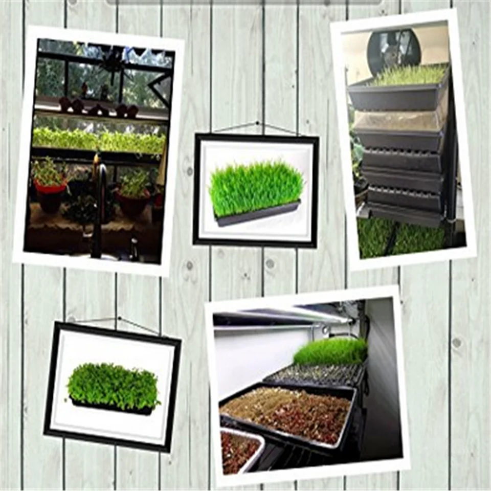 great propagation are 50 cells for plastic Seed Starting Trays agriculture