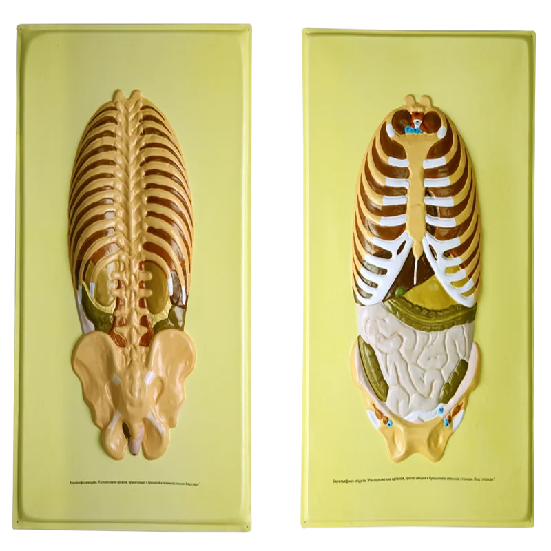 Biology Education Equipment Bas-relief model of Human Ribcage and pevils