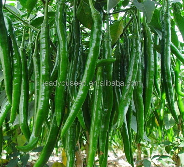 P01 Gogokind № 3 f1 гибридные семена длинного зеленого перца