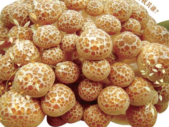 
Finc fresh Soilless Culture button mushroom spawn 