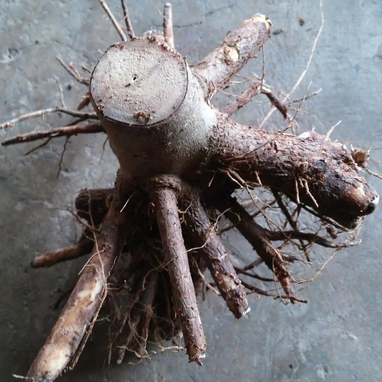 
Super fresh cold resist paulownia elongata stump,paulownia fortunei 
