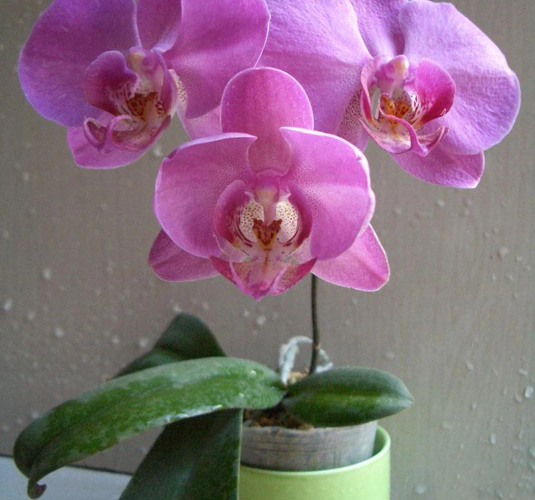 
Новые сорта Фуцзянь, Орхидея бонсай фаленопсис 