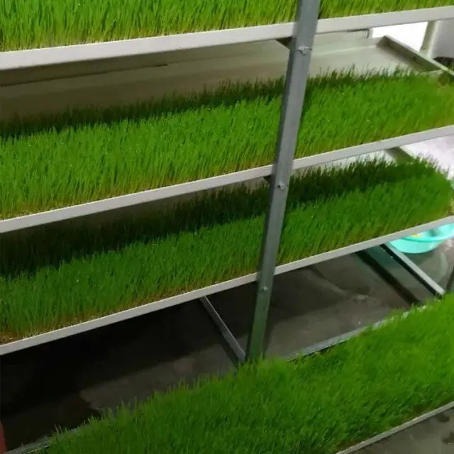 hydroponic fodder trays microgreen tray hydroponic equipment /hydroponic system