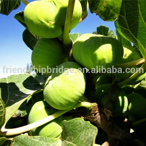 common Fig Trees for Fig fruits