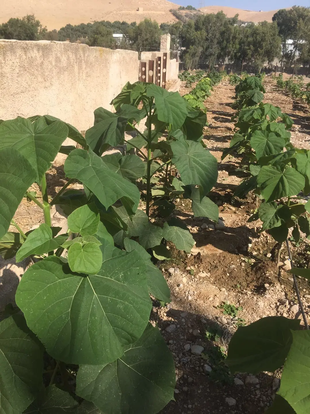 Paulownia kiri hybrid root 9501,shantong for timber