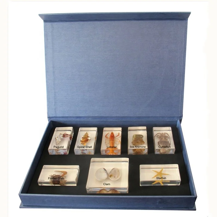 Preserved Animal Specimen Marine Animals in Resin Set Teaching Resources for Middle School