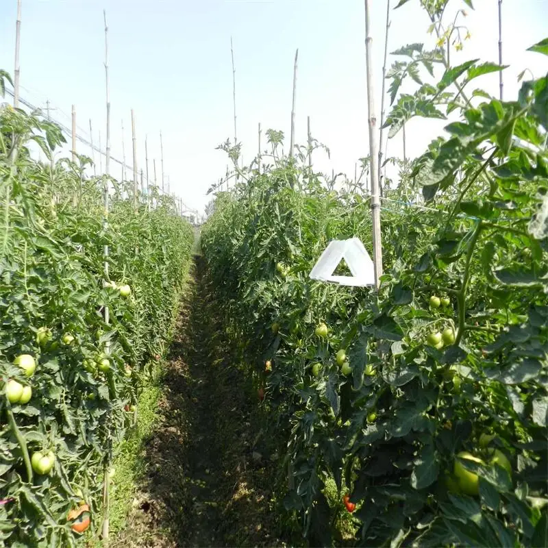 tomato leaf miner pheromone lure