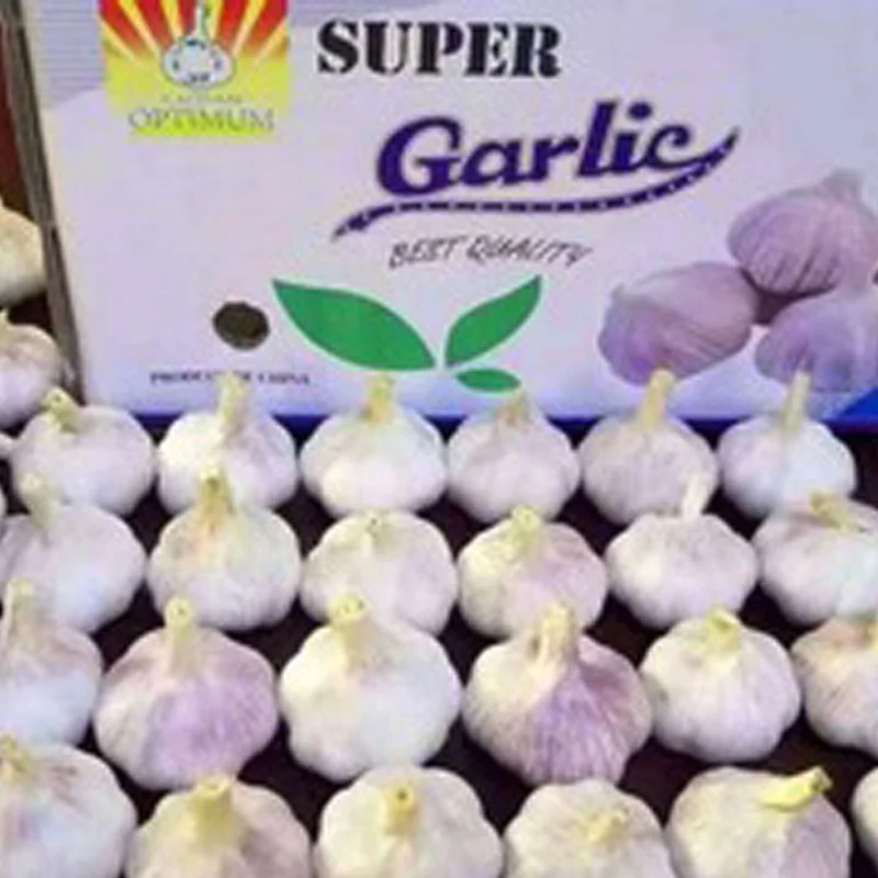 
Knoblauch knoflook czosnek Ail Aglio to fresh garlic importers China 