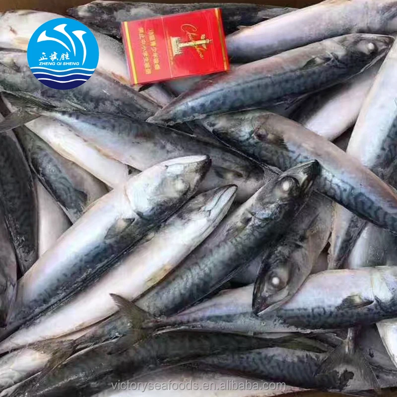 Frozen Fish Mackrel