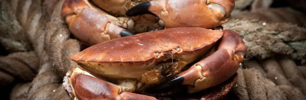 
Brown Crab 