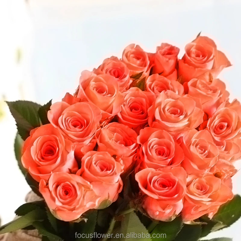 Первоклассные оранжевые розы, свежий цветок для свадьбы, Дня Святого Валентина, украшение дома