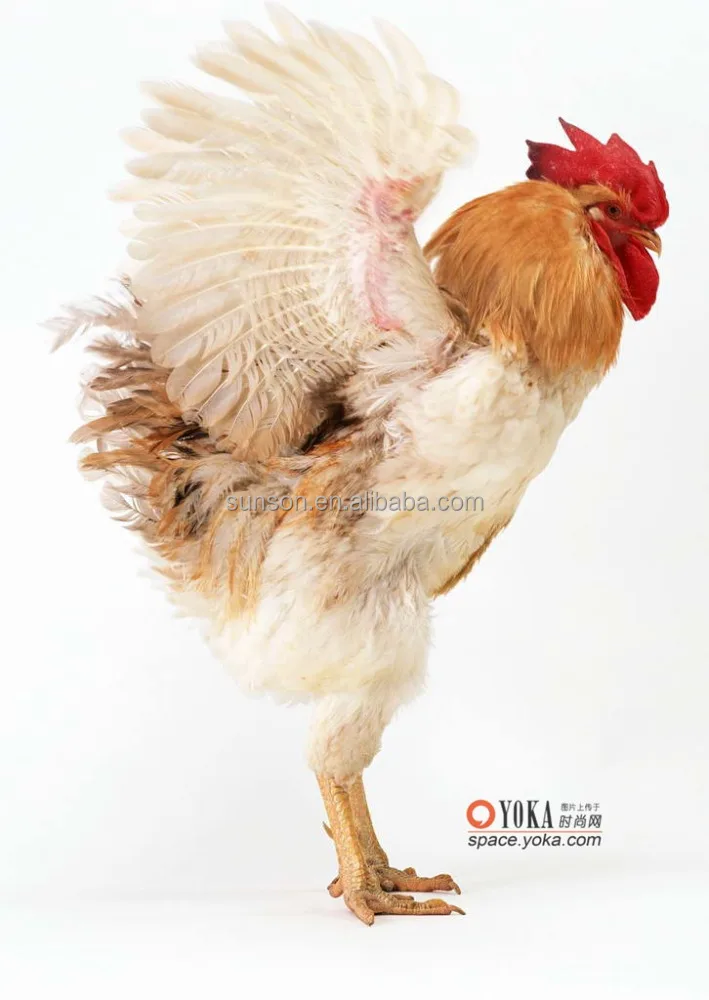 
Feed grade Glucose oxidase enzyme for animal feed additive 