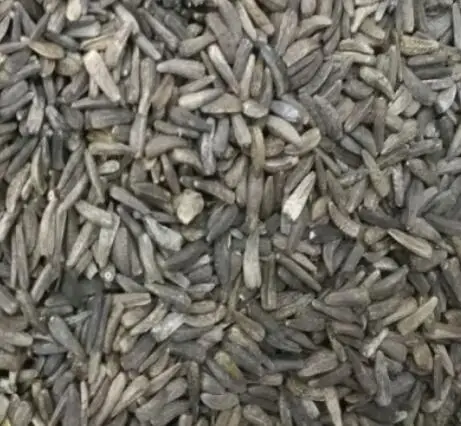 1kg natural high quality Saussurea costus seeds for cultivation